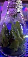 Load image into Gallery viewer, Flask - Phalaenopsis Sogo Pony &#39;Ya&#39;
