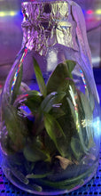 Load image into Gallery viewer, Flask - Phalaenopsis Yaphon Pink Lady (Jiaho&#39;s Pink Girl x mannii)
