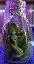 Load image into Gallery viewer, Flask - Phalaenopsis Yaphon Pink Lady (Jiaho&#39;s Pink Girl x mannii)
