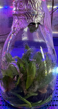Load image into Gallery viewer, Flask - Phalaenopsis Phal. Sogo Vivian &#39; Smurf &#39; (Special Indigo)
