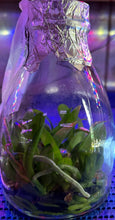 Load image into Gallery viewer, Flask - Phalaenopsis Phal. Sogo Vivian &#39; Smurf &#39; (Special Indigo)
