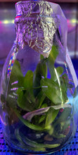Load image into Gallery viewer, Flask - Phalaenopsis Lian Her Coral &#39;Trinity&#39;
