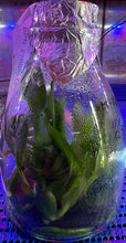 Load image into Gallery viewer, Flask - Phalaenopsis Lian Her Coral &#39;Trinity&#39;
