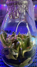 Load image into Gallery viewer, Flask - Phalaenopsis amabilis &#39;variegated&#39;
