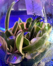 Load image into Gallery viewer, Flask - Phalaenopsis amabilis &#39;variegated&#39;

