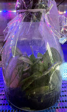 Load image into Gallery viewer, Flask - Phalaenopsis stuartiana tipo x sib - Species - Mottle Leaves
