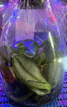 Load image into Gallery viewer, Flask - Phalaenopsis stuartiana tipo x sib - Species - Mottle Leaves
