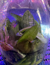 Load image into Gallery viewer, Flask - Phalaenopsis stuartiana tipo x sib - Species - Mottle Leaves
