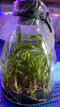 Load image into Gallery viewer, Flask - Dendrobium Taiwan Golden Brick (Stardust x Lai&#39;s Pearl Queen)
