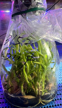 Load image into Gallery viewer, Flask - Dendrobium Taiwan Golden Brick (Stardust x Lai&#39;s Pearl Queen)
