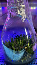 Load image into Gallery viewer, Flask - Ornithocephalus gladiatus bonplandii x sib - Species miniature

