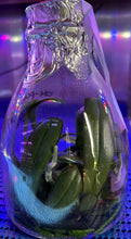 Load image into Gallery viewer, Flask - Phalaenopsis sanderiana x sib - Species

