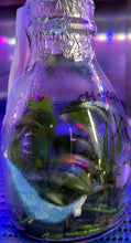Load image into Gallery viewer, Flask - Phalaenopsis sanderiana x sib - Species

