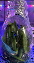 Load image into Gallery viewer, Flask - Phalaenopsis KS Big Star &#39;Hami Melon&#39;
