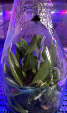 Load image into Gallery viewer, Flask - Phalaenopsis KS Big Star &#39;Hami Melon&#39;
