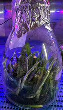 Load image into Gallery viewer, Flask - Phalaenopsis schilleriana x sib - Species
