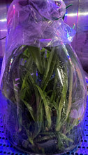 Load image into Gallery viewer, Flask - Cattleya Mae Bly &#39;Ching Hua Splash&#39;
