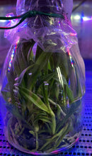 Load image into Gallery viewer, Flask - Cattleya Rlc. Ability Red &#39;Sunset Memory&#39; SM/JOGA (Rlc. Birthday Dream x C. Psyche)
