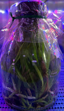Load image into Gallery viewer, Flask - Cattleya Volcano Blue x Hsinying Mini Sky
