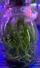 Load image into Gallery viewer, Flask - Cattleya Sun Mei Gold &#39;M&#39;

