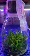Load image into Gallery viewer, Flask - Jumellea arborescens  - Species
