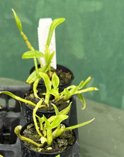 Load image into Gallery viewer, Orchid Seedling 50mm Pot size - Dendrobium CT Sally Honey Softcane

