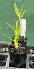Load image into Gallery viewer, Orchid Seedling 50mm Pot size - Dendrobium Golden Tower Softcane
