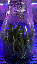 Load image into Gallery viewer, Flask - Thrixspermum saruwatarii
