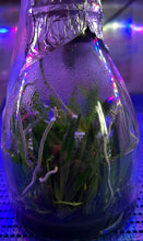 Load image into Gallery viewer, Flask - Thrixspermum saruwatarii
