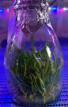 Load image into Gallery viewer, Flask - Angraeceum Angcm. didieri x sib - Species
