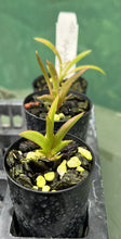 Load image into Gallery viewer, Orchid Seedling 50mm Pot size - Oncidium Tolumnia Capalaba Finesse x sib
