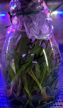 Load image into Gallery viewer, Flask - Cattleya Rlc Dick Smith &#39;Paradise&#39;

