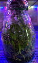 Load image into Gallery viewer, Flask - Cattleya Rlc Dick Smith &#39;Paradise&#39;
