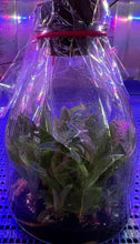 Load image into Gallery viewer, Flask - Paphiopedilum Paph. venustum  x sib - Slipper Orchid species
