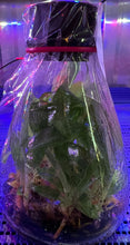 Load image into Gallery viewer, Flask - Paphiopedilum Paph. Makuli x In Charm Silver Bell - Slipper Orchid
