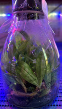 Load image into Gallery viewer, Flask - Paphiopedilum Paph Hsinying Carlos x Doya Youbeautiful - Slipper Orchid
