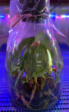 Load image into Gallery viewer, Flask - Paphiopedilum Paph Hsinying Carlos x Doya Youbeautiful - Slipper Orchid
