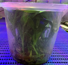 Load image into Gallery viewer, Flask - Dendrobium Nobile Kirei Rose Soft Cane

