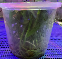 Load image into Gallery viewer, Flask - Dendrobium Nobile Kirei Rose Soft Cane
