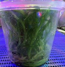 Load image into Gallery viewer, Flask - Dendrobium Nobile Canary  Soft Cane
