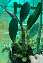 Load image into Gallery viewer, Orchid 125mm Pot size - Dendrobium speciosum grandiflorum &#39;Michelle&#39; x &#39;Robyn&#39; - King Orchid- - Australian Native

