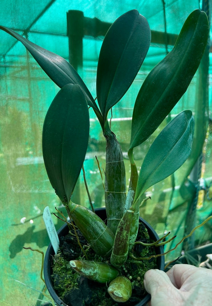 Orchid 125mm Pot size - Dendrobium speciosum grandiflorum 'Michelle' x 'Robyn' - King Orchid- - Australian Native