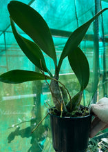 Load image into Gallery viewer, Orchid 125mm Pot size - Dendrobium speciosum grandiflorum &#39;Michelle&#39; x &#39;Robyn&#39; - King Orchid- - Australian Native

