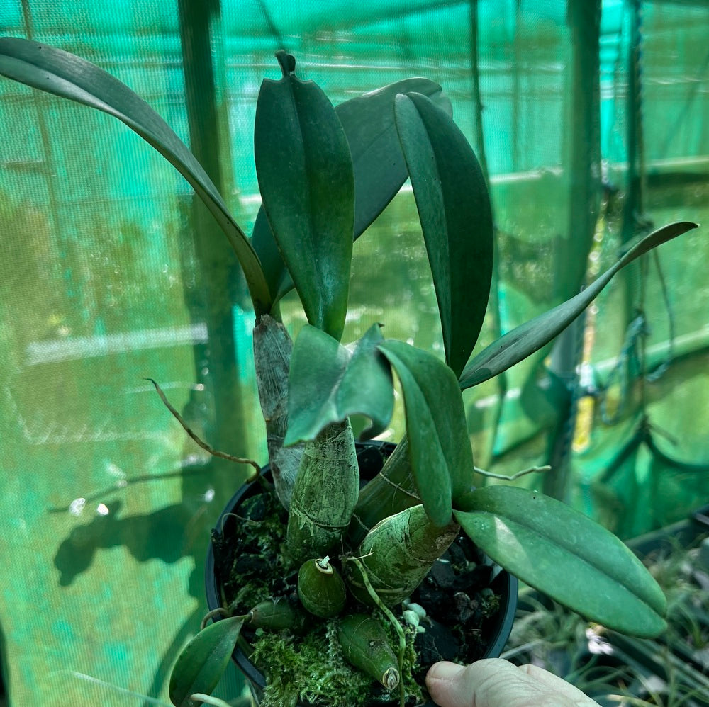 Orchid Seedling 125mm Pot size - Dendrobium speciosum pedunculatum 'Tumbi' x  grandiflorum 'Cania Gorge'  - King Orchid- - Australian Native