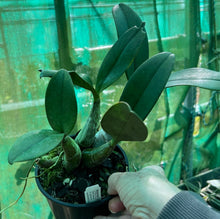 Load image into Gallery viewer, Orchid Seedling 125mm Pot size - Dendrobium speciosum pedunculatum &#39;Tumbi&#39; x  grandiflorum &#39;Cania Gorge&#39;  - King Orchid- - Australian Native
