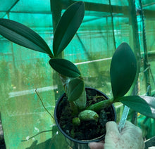 Load image into Gallery viewer, Orchid Seedling 125mm Pot size - Dendrobium speciosum grandiflorum Phena&#39;s Gold x curvicaule Dave&#39;s Moon Gold - King Orchid- - Australian Native
