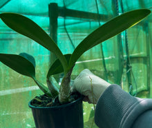 Load image into Gallery viewer, Orchid Seedling 125mm Pot size - Dendrobium speciosum grandiflorum Phena&#39;s Gold x curvicaule Dave&#39;s Moon Gold - King Orchid- - Australian Native

