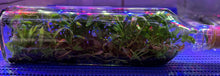 Load image into Gallery viewer, Flask - Dendrobium insigne - Species
