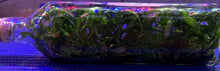 Load image into Gallery viewer, Flask - Dendrobium insigne - Species
