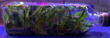 Load image into Gallery viewer, Flask - Bulbophyllum facetum - Species
